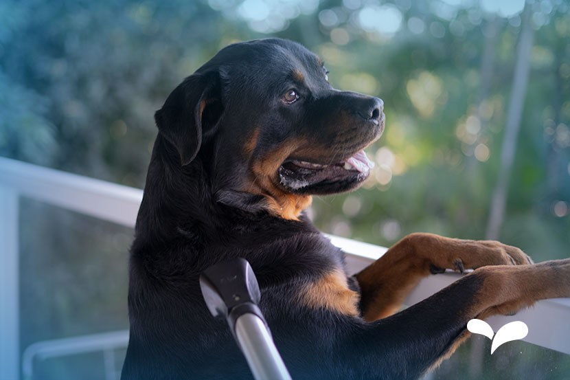 Por que o Rainbow® é o melhor aspirador para quem tem animais de estimação?