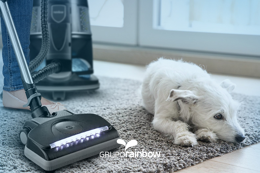 As melhores dicas para tirar cheiro de cachorro do ambiente As melhores dicas para tirar cheiro de cachorro do ambiente